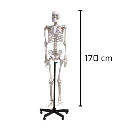 Mô hình bộ xương người 170cm (GD0101)_OPTIKA
