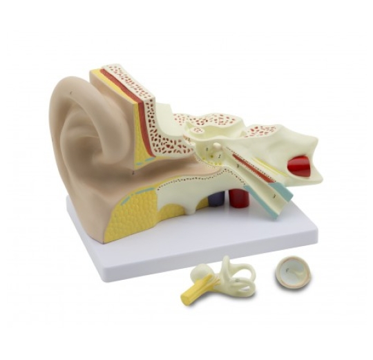 Mô hình tai người